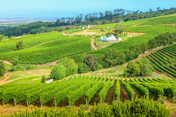 Naklejka premium Tło krajobraz wsi winogron wineland w Kapsztadzie, RPA. Widok z drona doliny Constantia, w Western Cape, popularny Szlak Win.