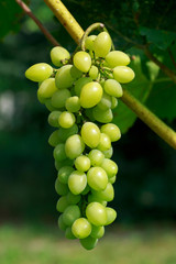 bunch of grapes