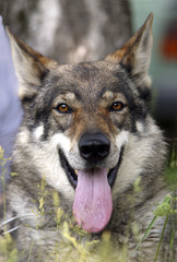 German Shepherd Dog head.
