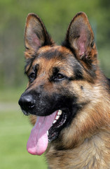 German Shepherd Dog head.