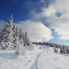 Fototapeta na wymiar Winter sunny Carpathian landscape with snow on trees and traces on snow