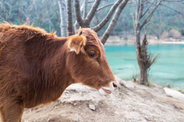 Cow in Blue Moon Valley of Lijiang located at Yunnan, China.