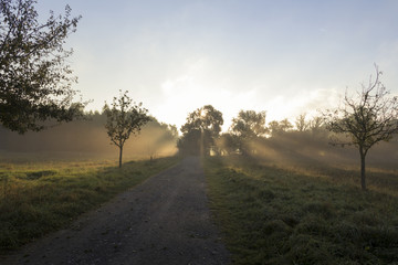 Fototapeta na wymiar Wanderer im Morgennebel über dem Feld