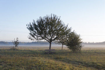 Fototapeta na wymiar Morgennebel über dem Feld