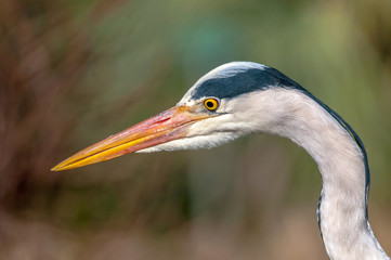 Héron cendré 001