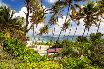 Exotic beach with palm trees in Caribbean. Anse Michel Beach, Cap Chevalier, Martinique, Caribbean