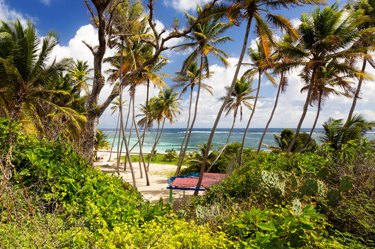 Exotic beach with palm trees in Caribbean. Anse Michel Beach, Cap Chevalier, Martinique, Caribbean