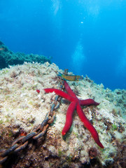 Starfish and anchor chain in mediterranean sea.