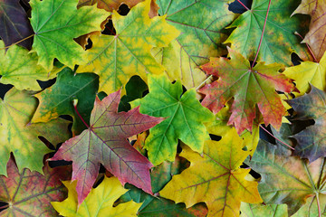 Fototapeta na wymiar Background of autumn leaves