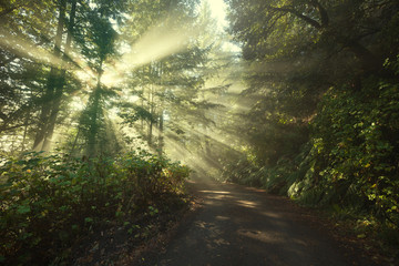 Obraz premium Sun rays in a golden autumn forest