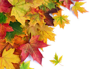 Border of colorful autumn maple leaves