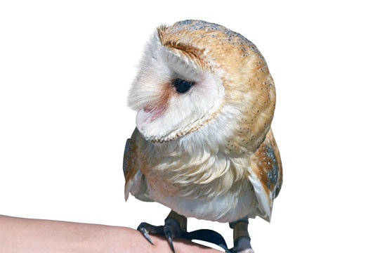 the Barn Owl