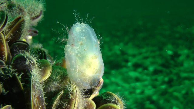 Not overgrown Dirty Sea-squirt (Ascidiella aspersa) on the mussel shells.
