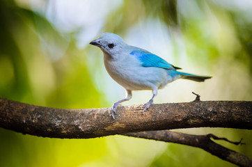 Blue-gray tanager (Thraupis episcopus), Puerto Viejo de Sarapiqui, Costa Rica