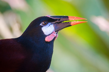 Montezuma Oropendola (Psarocolius montezuma), Costa Rica