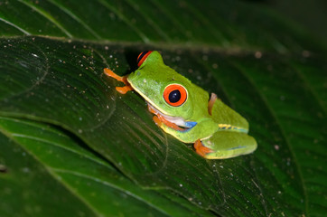 Red-eyed Tree Frog (Agalychnis callidryas), Puerto Viejo de Sarapiqui, Costa Rica