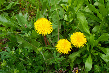 Three yellow dandelion.