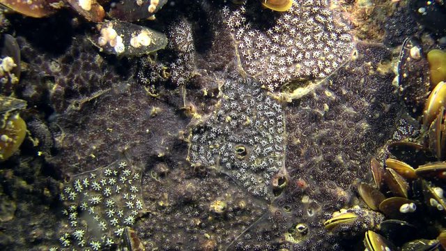 Various forms of Golden Star Tunicate (Botryllus schlosseri) look at the bottom as a geographical map.
