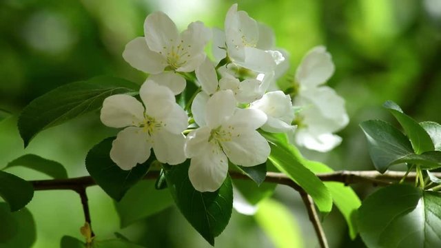 A close-up of the flowers of the Apple-tree 