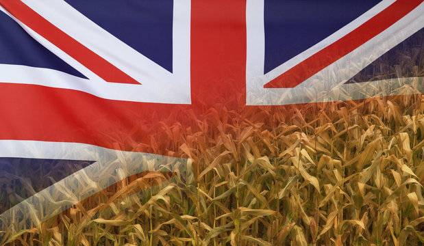 Great Britain Nutrition Concept Corn field with fabric Flag