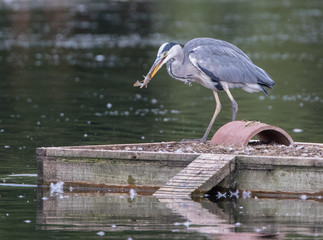 Heron with Fish