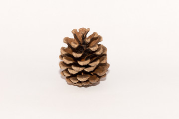 pine cone