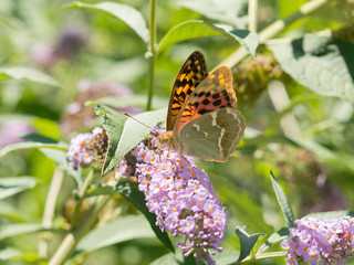 big beautiful butterfly