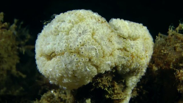 The spherical colony of Golden Star Tunicate (Botryllus schlosseri) looks like a brain.
