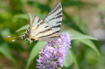 big beautiful butterfly