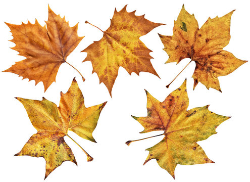 Dry Maple Leaves Isolated On White Background