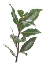 Fresh laurel branch on white background