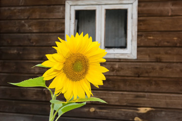 Obraz premium sunflowers near the house