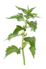 White dead nettle leaves and flowers on