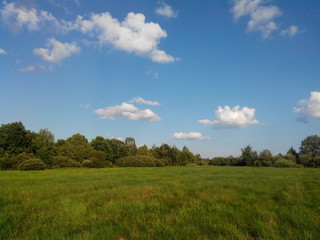 Fototapeta premium meadow