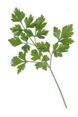 Branch of fresh parsley