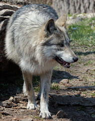 Fototapeta premium Wolf