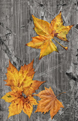 Dray Maple Leaves On Old Knotted Weathered Cracked Wood Rustic Background