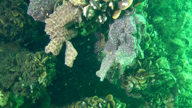 Lobate colonies of Golden Star Tunicate (Botryllus schlosseri) fluctuate of water current.

