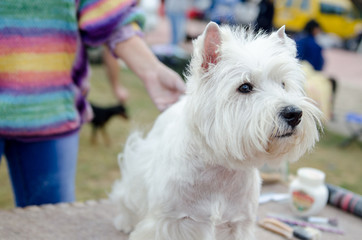 West Highland White Terrier is preparing for the exhibition