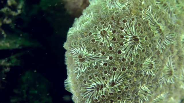 Close up of a colonies of Golden Star Tunicate (Botryllus schlosseri).
