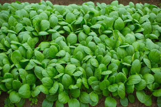 Green Spinach farming field in Japan.