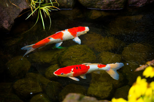 Japan Koi Fish or Carp in pond.