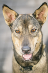 Thai dog, focus at eyes.