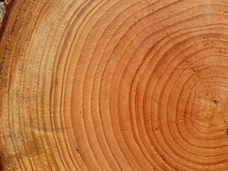 Fototapeta premium Jahresringe; Baumscheibe; Fichte