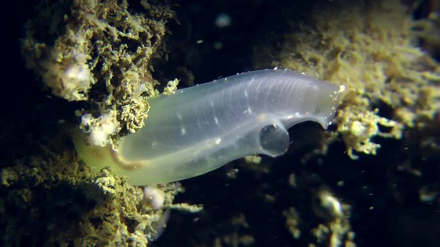 Semitransparent Yellow Sea Squirt (Ciona intestinalis).
