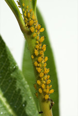 Blattlaeuse; Aphidina, Insekt; Blattlaus