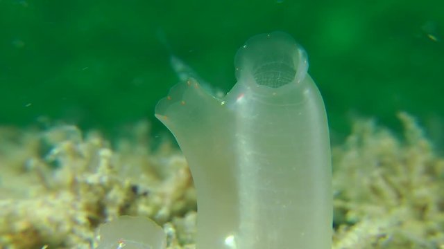 Yellow Sea Squirt (Ciona intestinalis) fluctuates over water, close-up.
