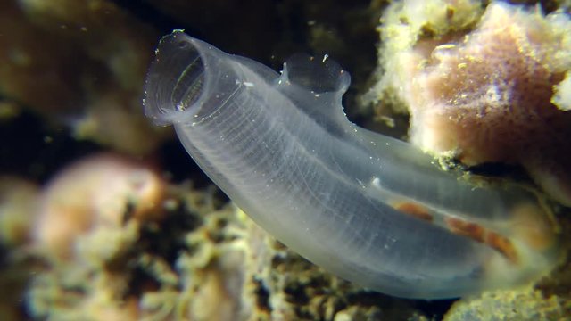 Yellow Sea Squirt (Ciona intestinalis): anatomy of an animal seen through the glassy shell.
