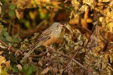 Садовая овсянка.