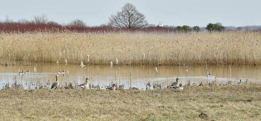 Dzikie gęsi nad rzeką © jadwiga.koniecko